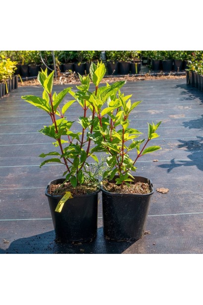 Гортензия метельчатая Candlelight саженцы С